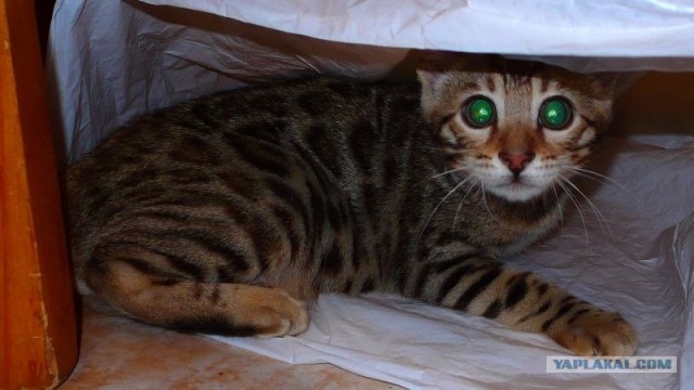 Котовторник 06.09.11