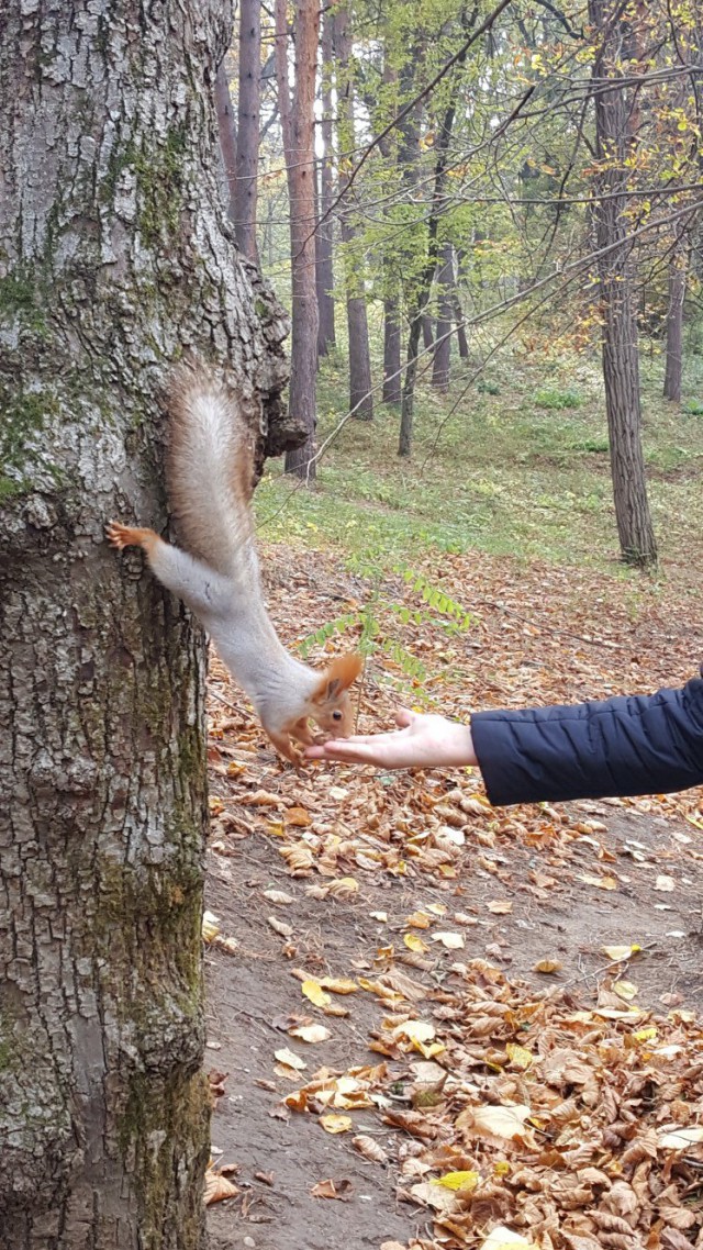 Живность из сети