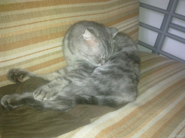 Котовторник так котовторник!
