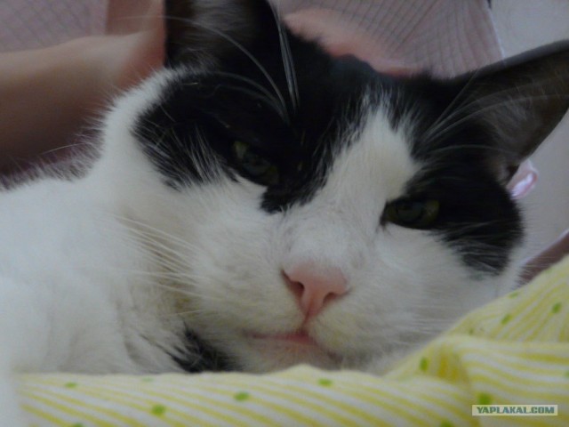 Котовторник 1.11.11