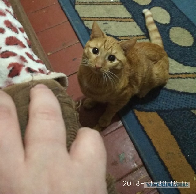 Женщины, ешьте поменьше на первом свидании!