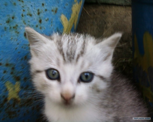 Котовторник 27.12.11
