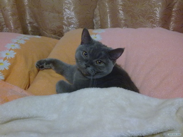 Котовторник 1 мая 2012
