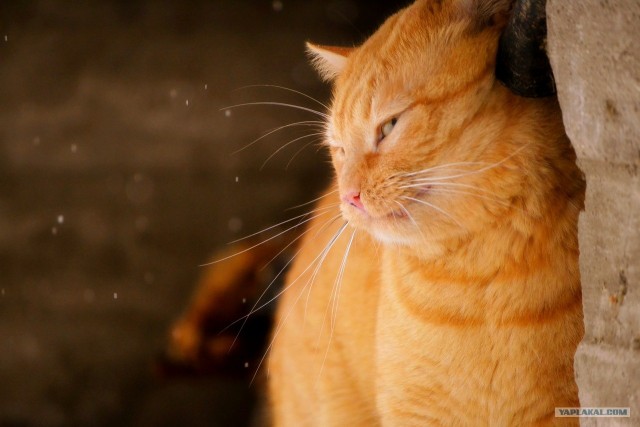 Котовторник 22.05.2012