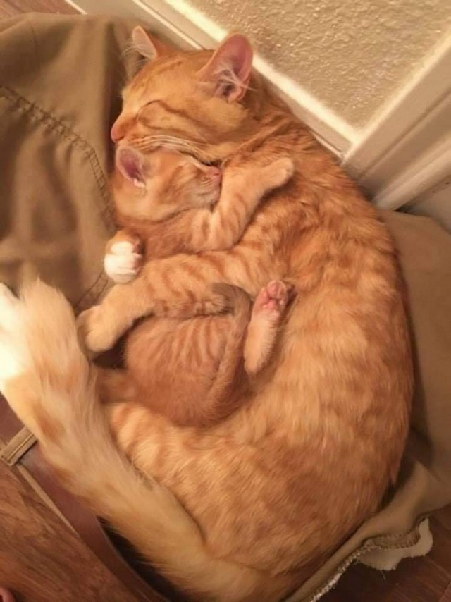 Прикольных котов пост