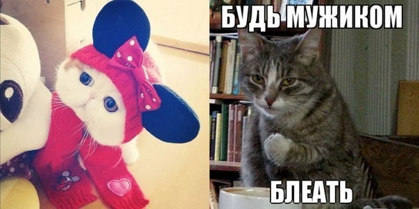 И среди котэ есть мужики.