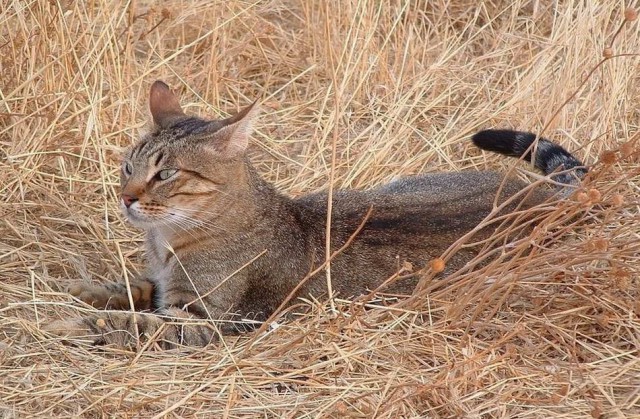 Дикий котовторник 11.06.19