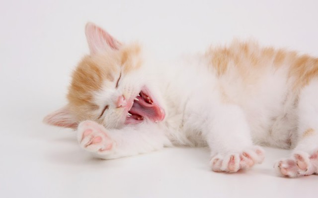 Котовторник однако