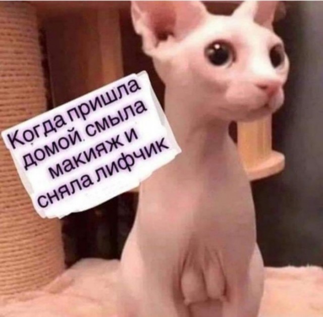 Коротко о ЯПлакал в картинках
