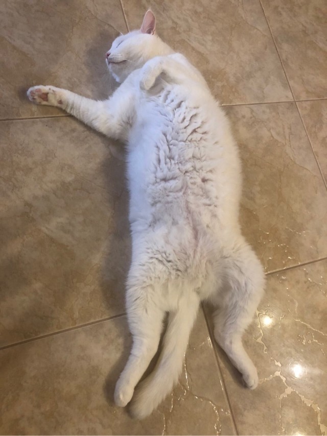 Котофеев пост