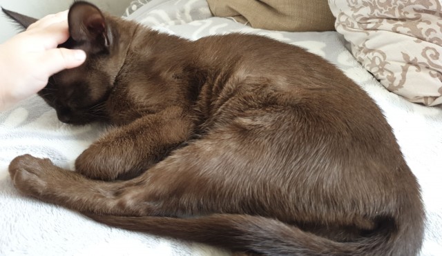 Давайте по котикам, которые с нами на самоизоляции