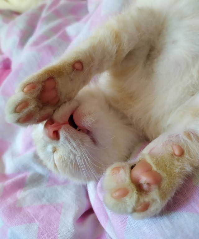 Котовторнику быть!