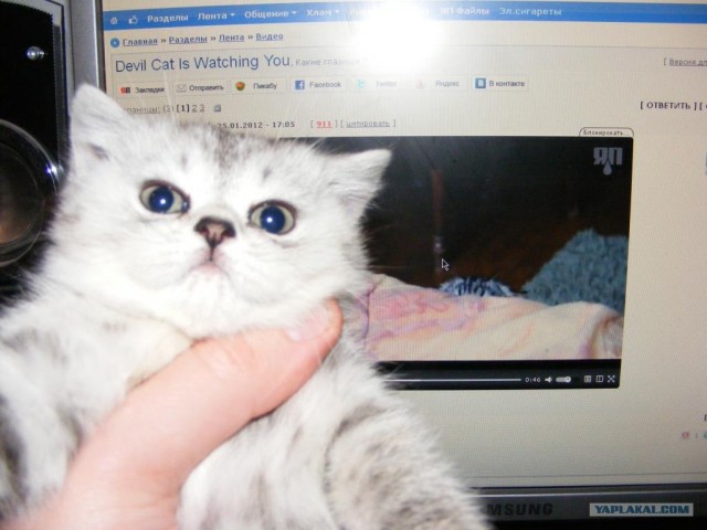 Devil Cat Is Watching You, Какие глазищи ^^