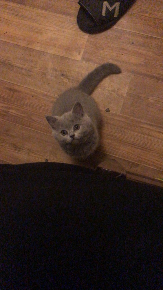 Котовторник!