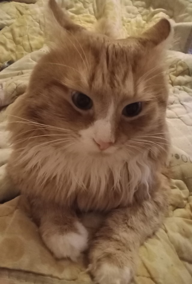 Котовторник же!