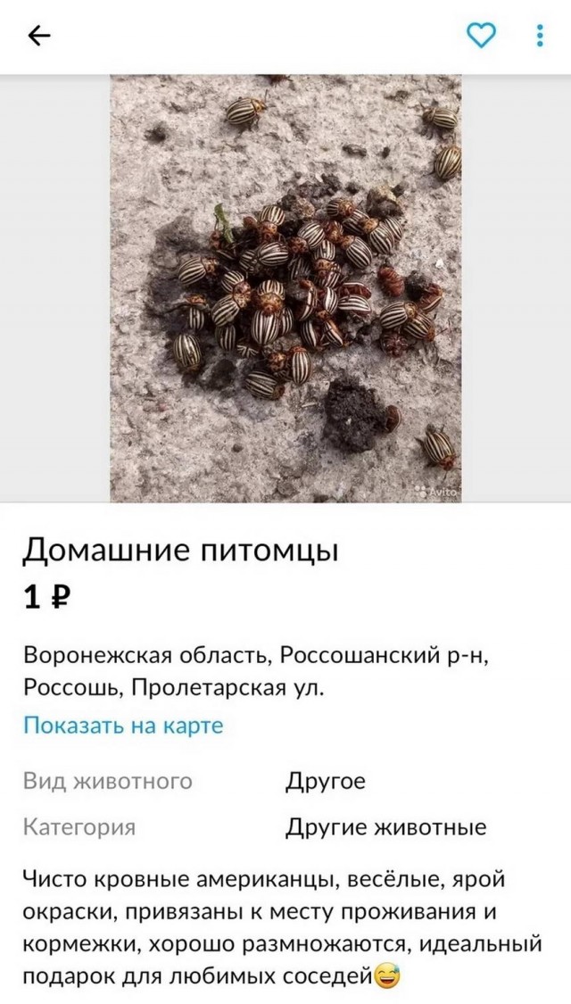 Чудики с Авито