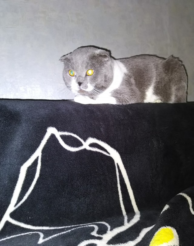Котовторнику быть