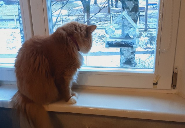 МИРУ - МИР ! Котикам - котовторник !