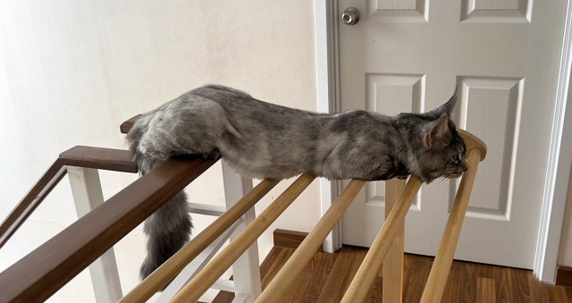 Котики не имеют национальности!!