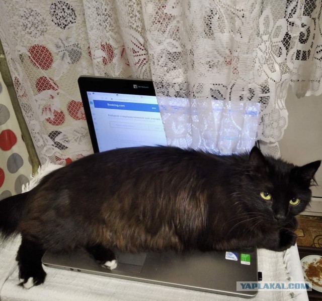 Новогодний подарочек