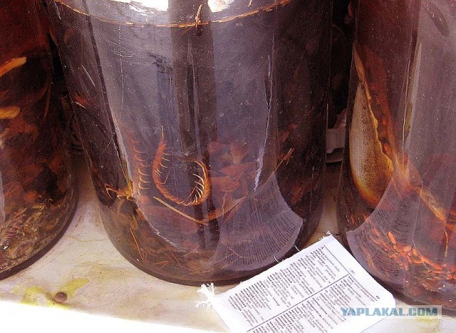 Десять самых отвратительных продуктов, которые едят люди ‒ гастрономический мазохизм