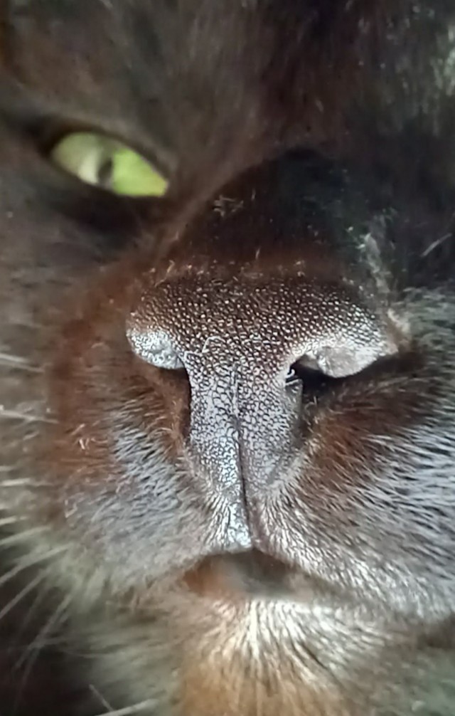 Котовторнику быть