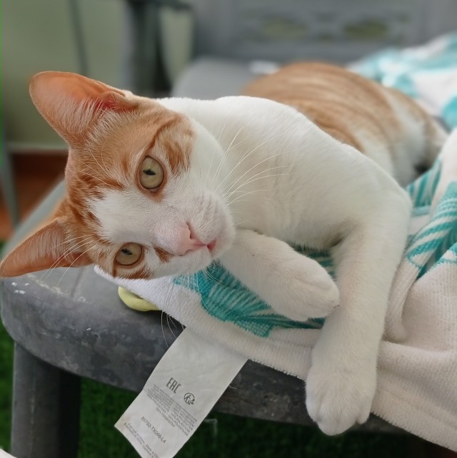 Ура! Котовторник.