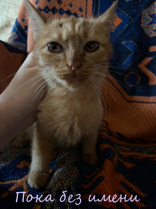 Жизнь домашнего приюта "Котоленд" 362