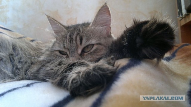 Котовторник 26.03.2013