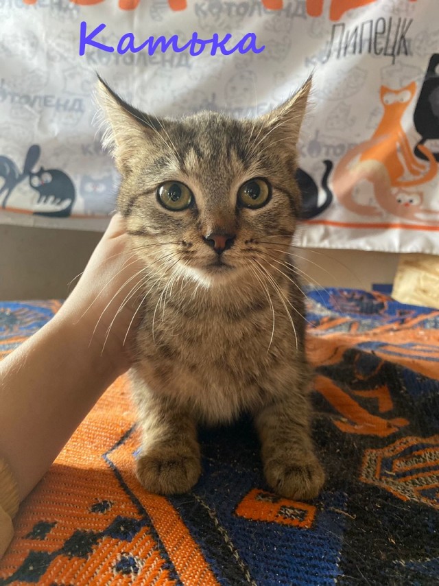 Жизнь домашнего приюта "Котоленд" 376