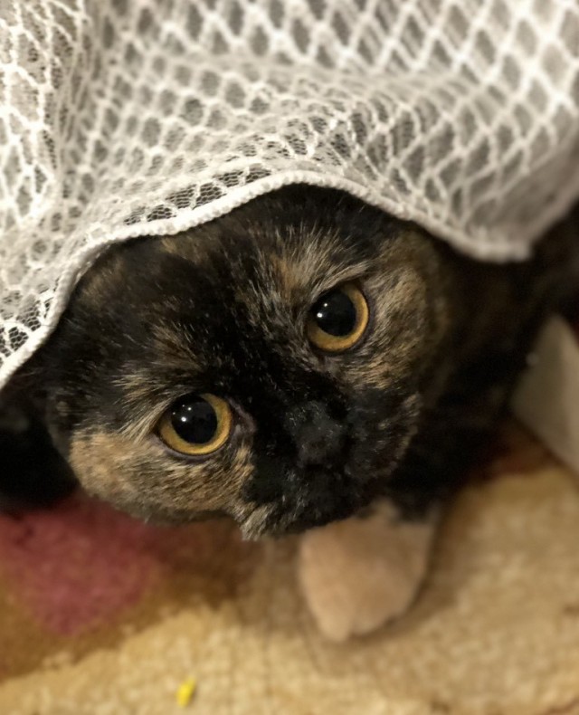 Котовторник