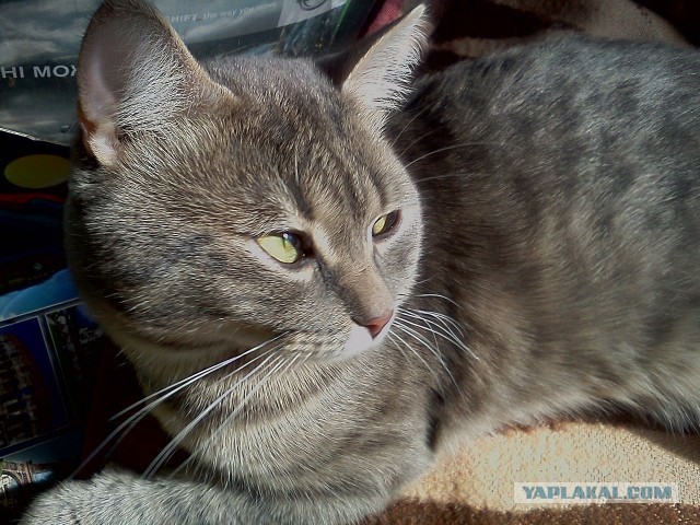 Котовторник 09.04.2013