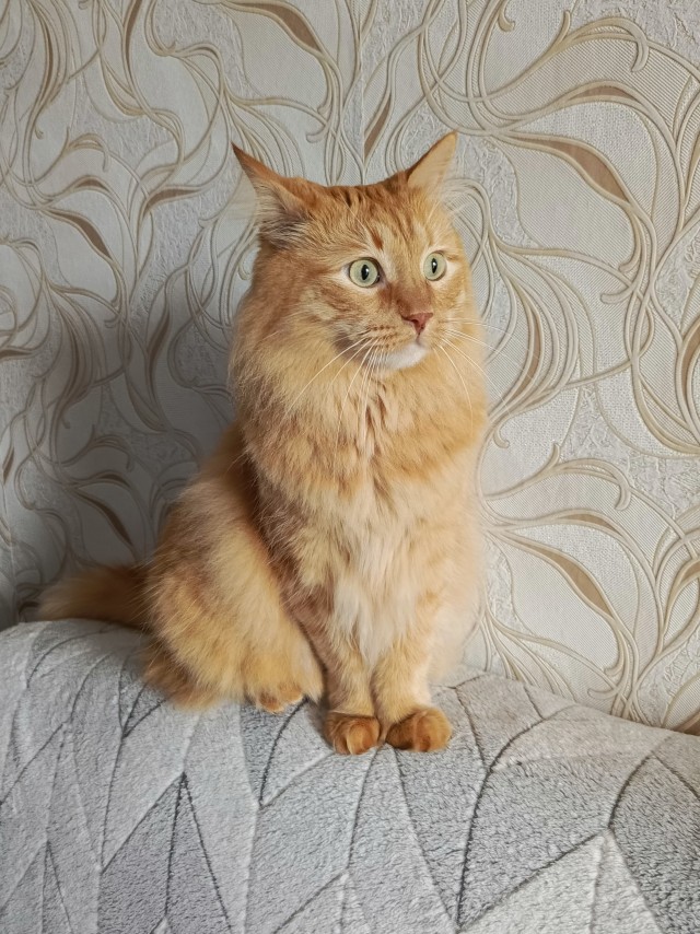 Котовторник. Моему мультяшке 1 год