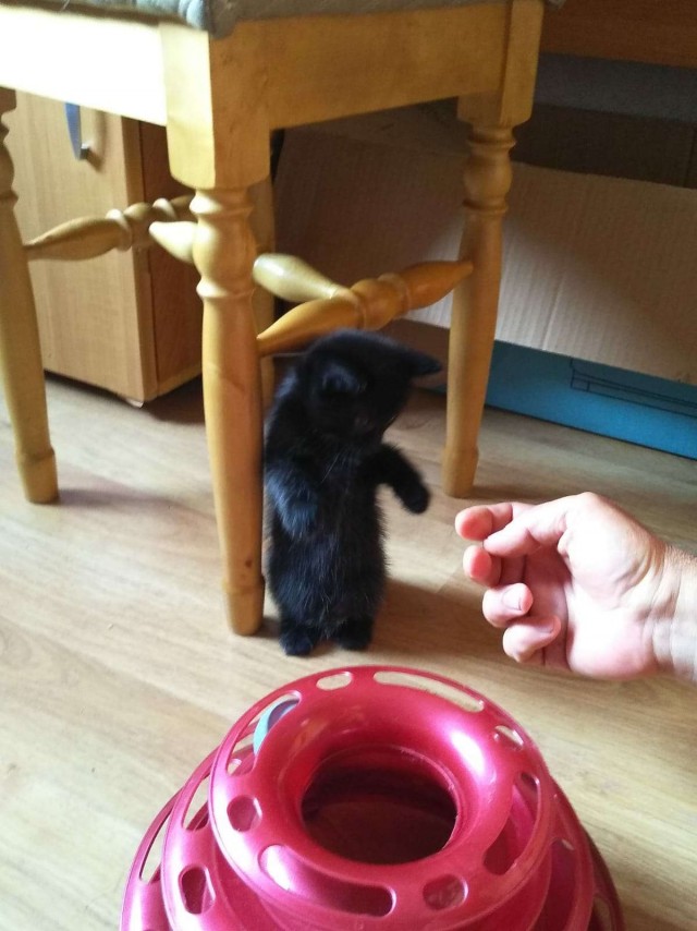 Кошачьи выкрутасы
