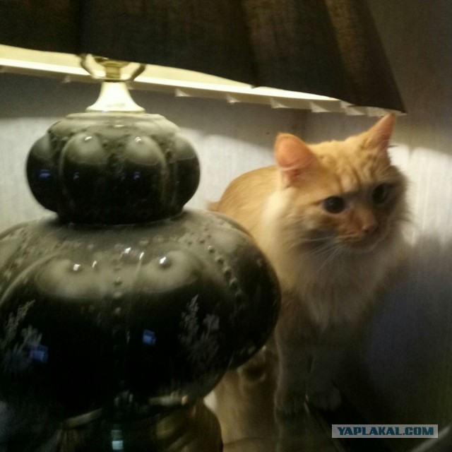 Кот и лампа.