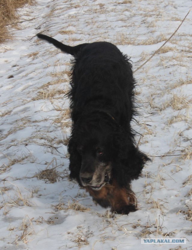 Собакочетверг