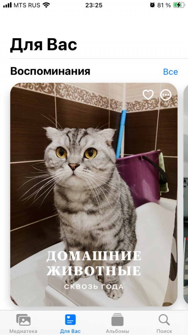 С котовторником ЯПовцы