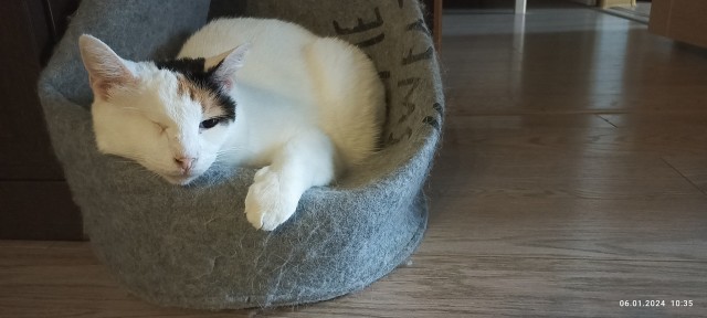 С котовторником ЯПовцы