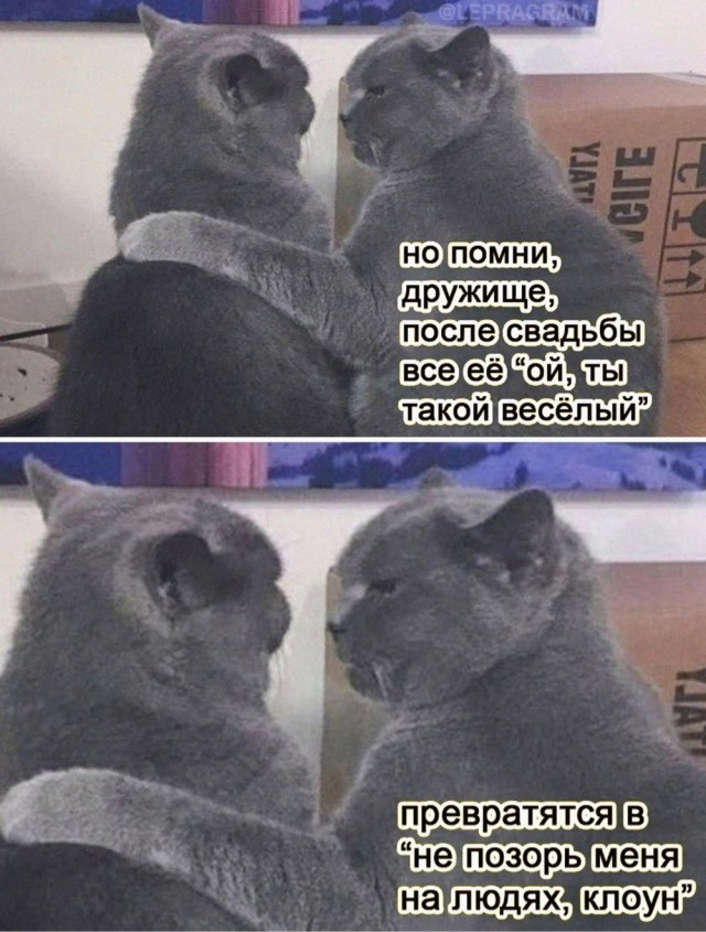Котовтоник в картинках