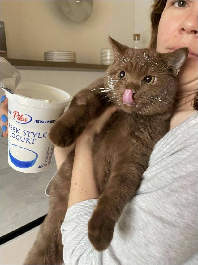 Котовтоник в картинках
