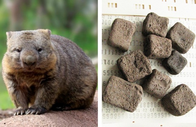 Ещё немного о смертоносной заднице вомбата