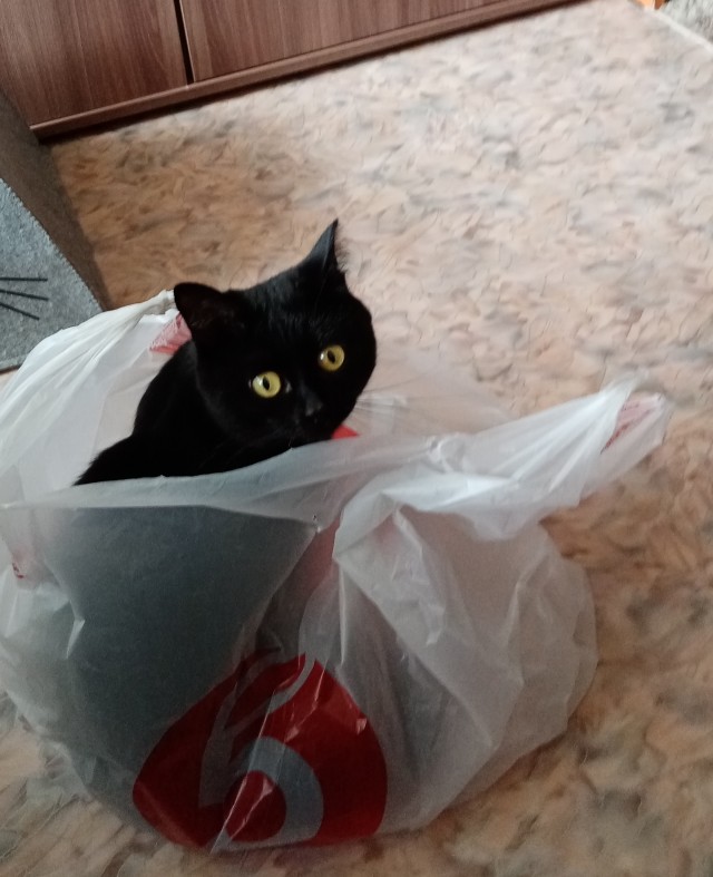Коробочки наше фсё
