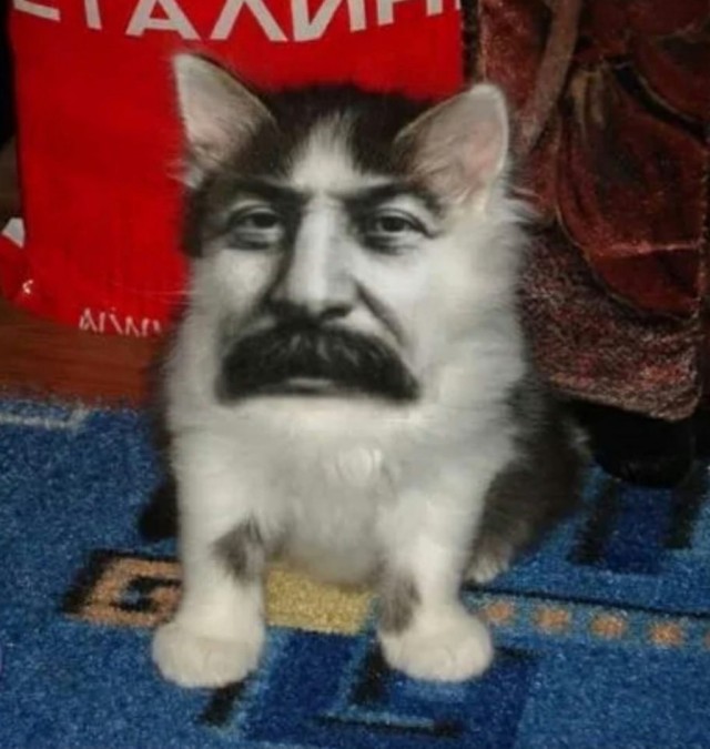 Просто кот