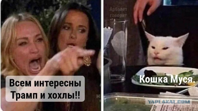 Спасшуюся чудом кошку в Ялте, скорее всего, заберёт к себе глава города