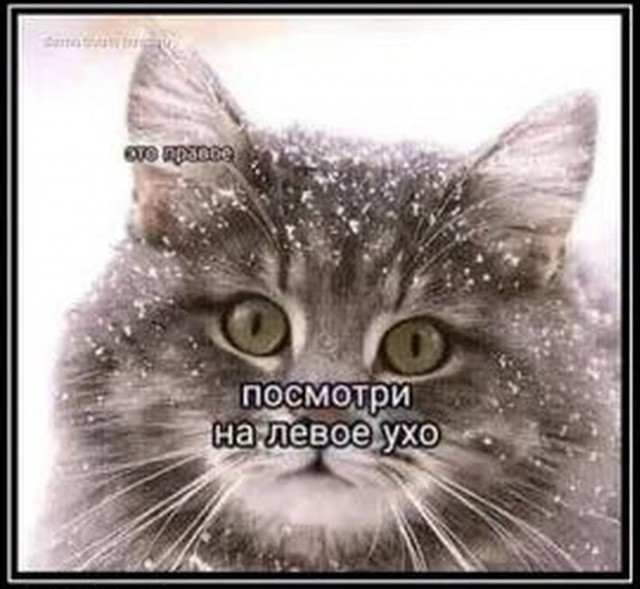 Просто царь
