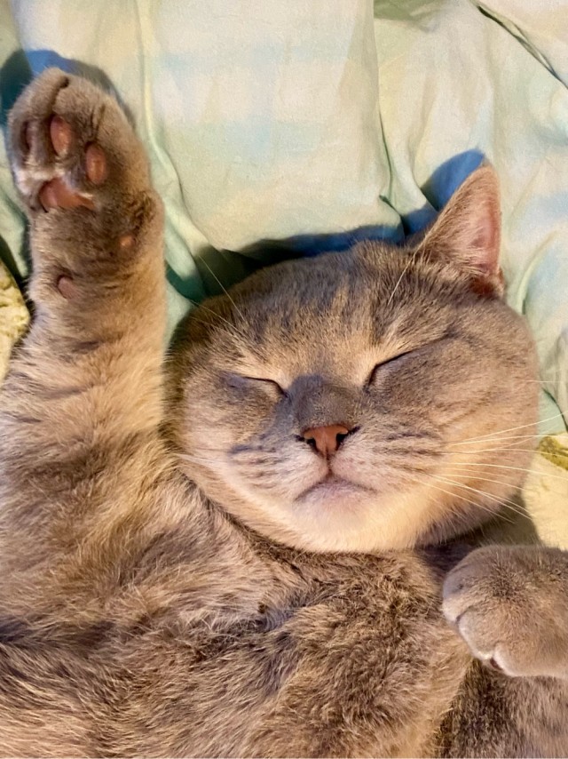 Спящий кот