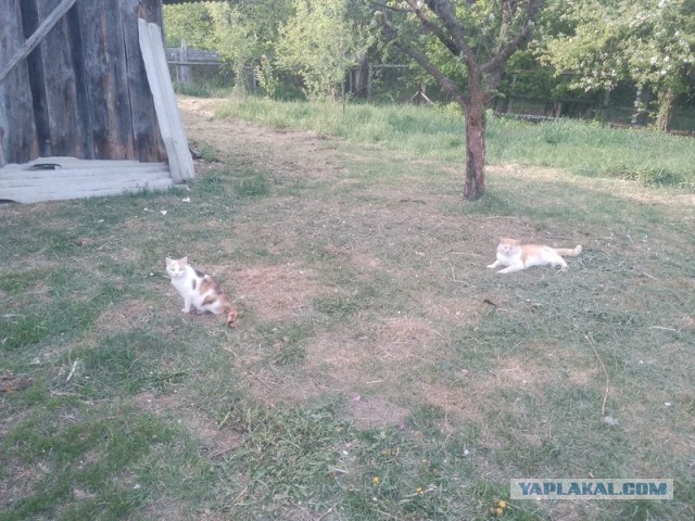 Жизнь домашнего приюта для котеек 542