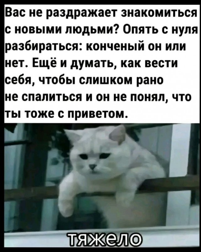 Девушка попросила в Хвиттере остальных скинуть любимые мемы с котами