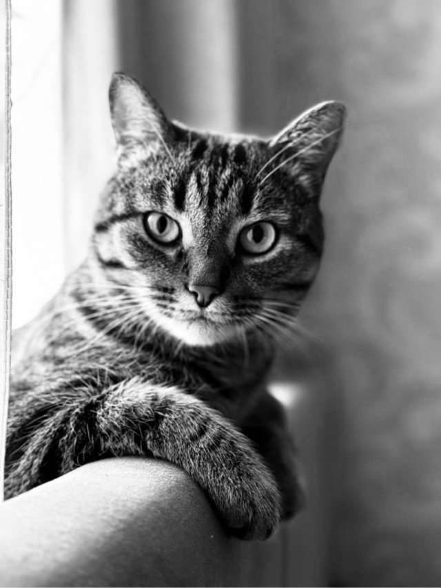 Кото вторник 2.09.2025.