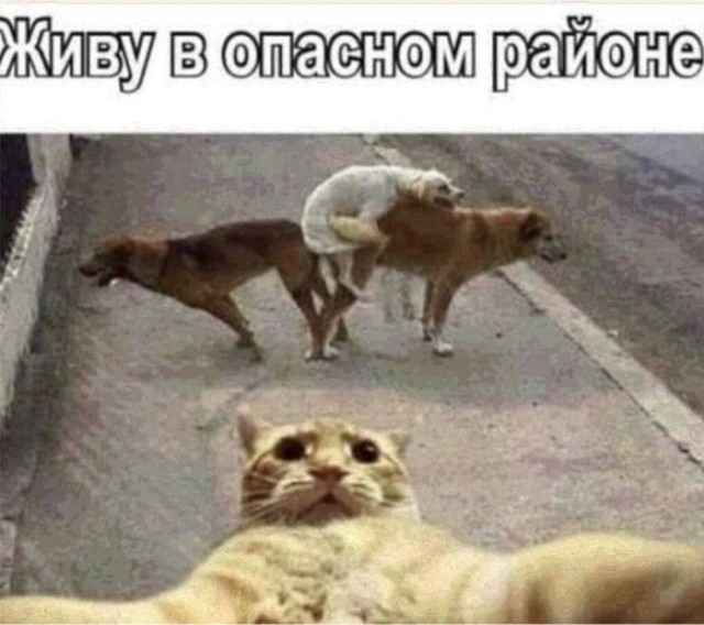 Картинки для деградации 79 (разной степени свежести)